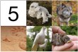 The 5 Animals of Mission from Matthew 10 